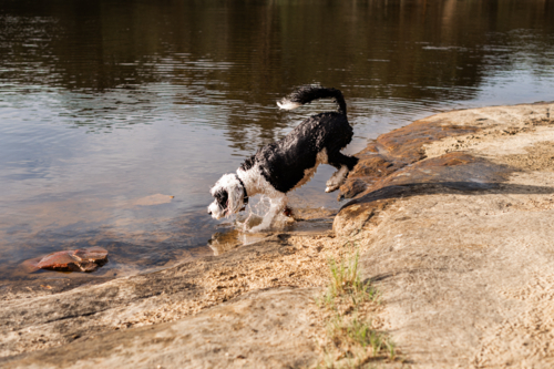 A dog joyfully jumps into the water from a rocky bank, splashing in the river under the sun - Australian Stock Image