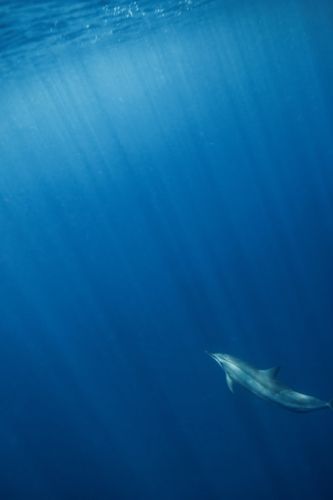 A dolphin swimming underwater - Australian Stock Image
