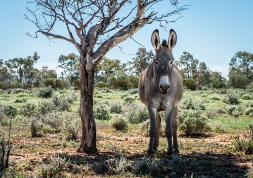 A donkey shelters in the shade