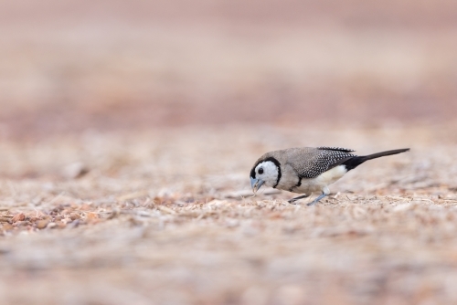 A double-barred finch feeding on the ground