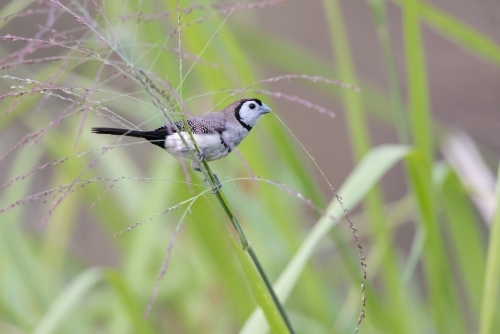 A double-barred finch with a stem of grass in mouth