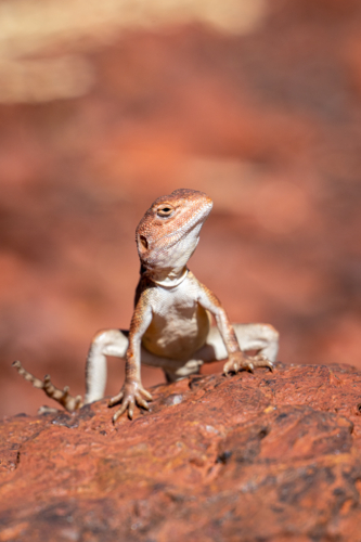 A dragon lizard perched upright on red rock gazes directly in a close-up portrait - Australian Stock Image