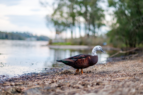 A duck is walking along the shoreline beside calm waters, with trees in the background - Australian Stock Image
