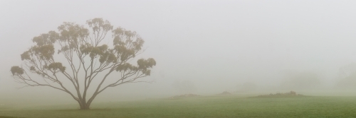 A Eucalyptus tree standing tall on a misty morning. - Australian Stock Image
