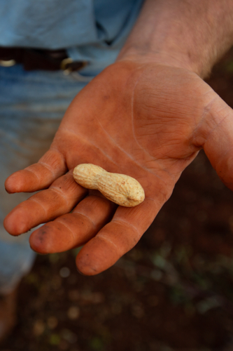 A farmer's hand holding a freshly harvested peanut in its shell - Australian Stock Image