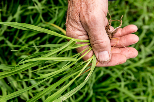 A farmer's hand holding a green oats plant - Australian Stock Image