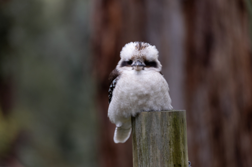 a fat kookaburra sitting on a pole - Australian Stock Image