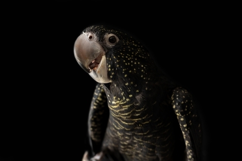 A female Australian red tailed black cockatoo (Calyptorhynchus banksii) with a black background - Australian Stock Image
