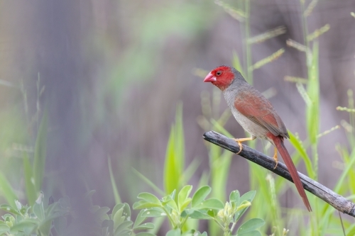 A female crimson finch on a stalk of dry grass - Australian Stock Image