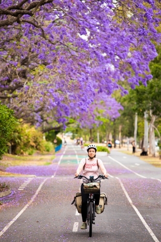 A female cyclist rides along a riverside bike path under the flowering jacarandas in Brisbane - Australian Stock Image