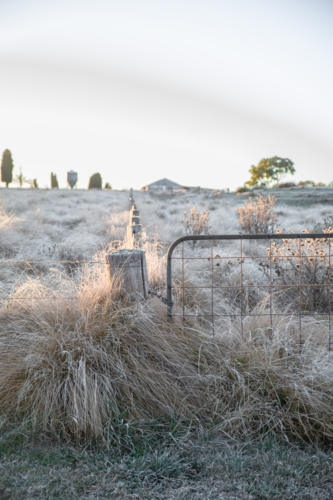 A fenceline, a gate and a frozen field on a winter's morning - Australian Stock Image