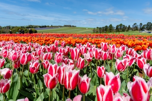 A Field of Tulips during the Bloomin Tulips Festival - Australian Stock Image