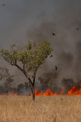A fire burning in dry grass with birds flying overhead - Australian Stock Image