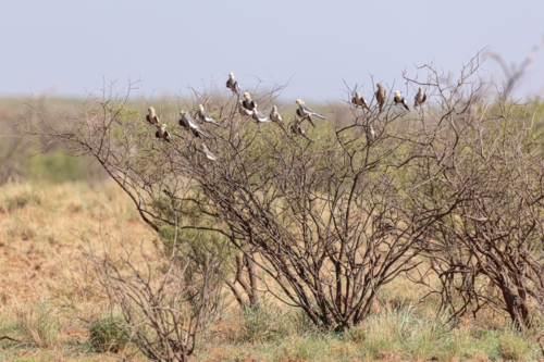 A flock of cockatiels (Nymphicus hollandicus) perched on a dry shrub in arid habitat - Australian Stock Image