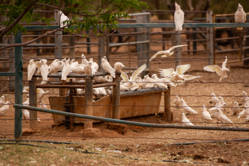 A flock of corellas drinking at a water trough - Australian Stock Image