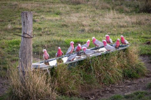 A flock of galahs drinking from water trough in regional NSW - Australian Stock Image