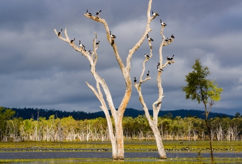 A flock of Magpie Geese on dead tree branches in a lake with stormy sky - Australian Stock Image