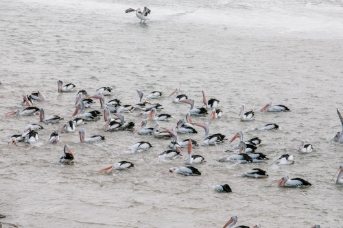 A flock of pelicans catching fish - Australian Stock Image