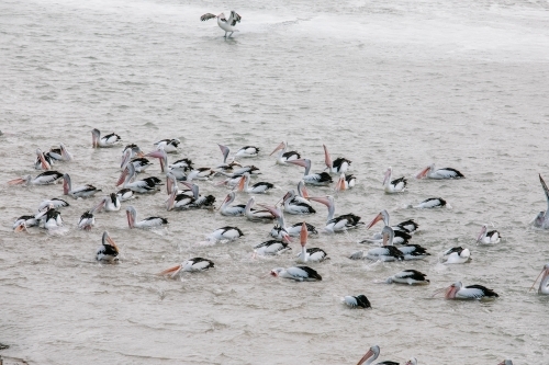 A flock of pelicans catching fish