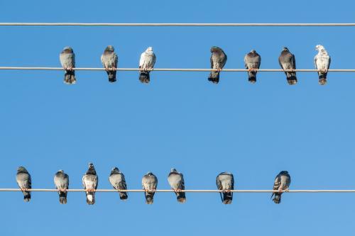 A flock of pigeons sitting on overhead power lines - Australian Stock Image