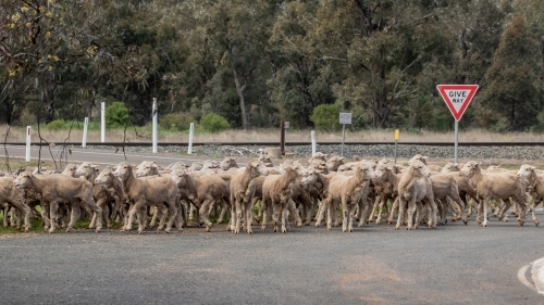 A flock of sheep being herded down the highway - Australian Stock Image