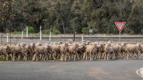 A flock of sheep being herded down the highway