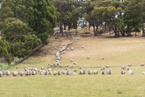 a flock of sheep line up in a field - Australian Stock Image