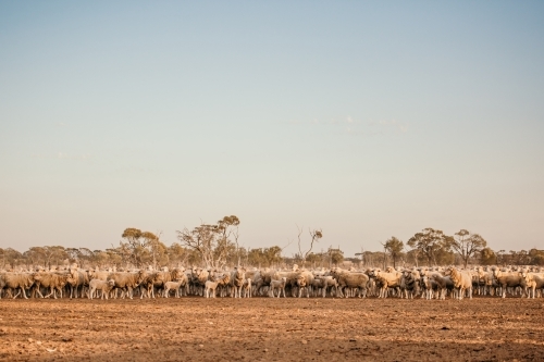 A flock of sheep standing in the countryside enclosed - Australian Stock Image