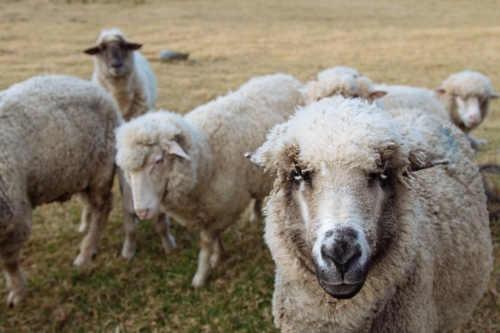 A flock of woolly white sheep in a paddock