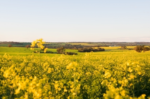 A flowering canola crop in Spring in the Avon Valley region of Western Australia - Australian Stock Image