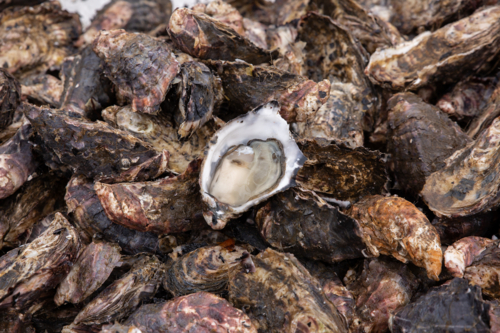 A freshly opened oyster in a tray of oysters - Australian Stock Image