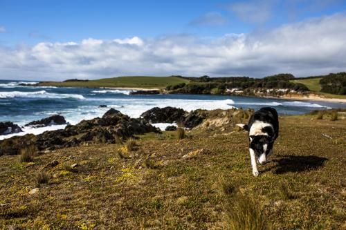A friendly border collie sheep dog on the shoreline of King Island - Australian Stock Image