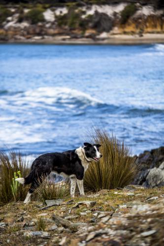 A friendly border collie sheep dog standing on the shoreline of King Island