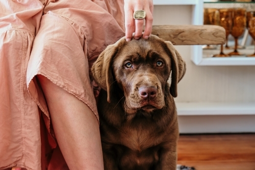 A friendly pat for a brown dog. - Australian Stock Image