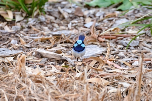 A front on view of a male superb fairy-wren