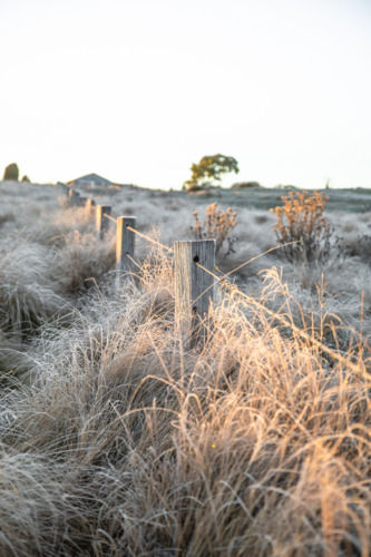 A frosty morning and a frozen field - Australian Stock Image