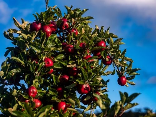 A fruit tree full of ripe apples under a clear blue sky - Australian Stock Image