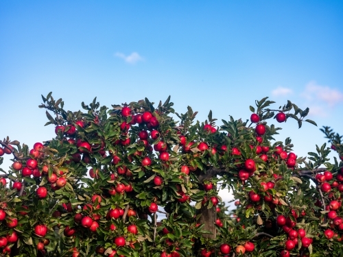 A fruit tree loaded with red apples on a clear blue sky - Australian Stock Image
