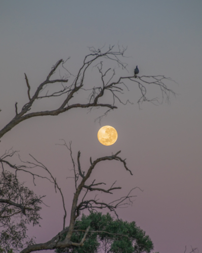 A full moon in  muted sky against the silhouette of a bare tree - Australian Stock Image