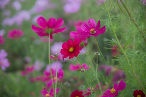 A garden of pink flowers against a green backdrop - Australian Stock Image