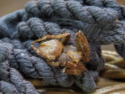 A garden orb-weaving spider nestled on old rope