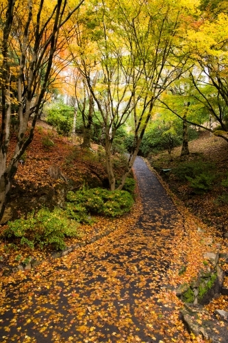 A garden path leading through the autumn coloured foliage at Mt Lofty - Australian Stock Image