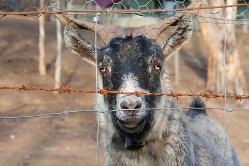 A goat looking through a farm fence - Australian Stock Image