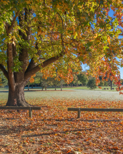 A golden autumn morning in a country park - Australian Stock Image