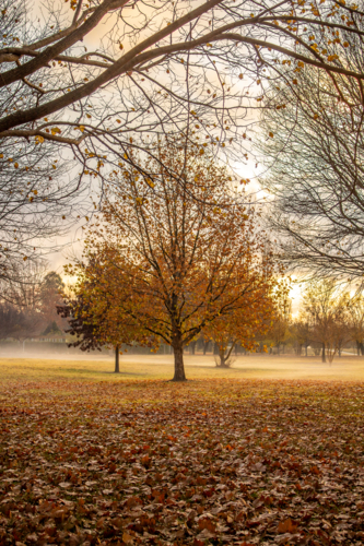 A golden autumn tree and a field of autumn leaves - Australian Stock Image