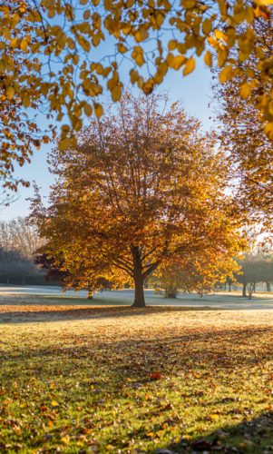 A golden autumn tree in a park under a blue sky - Australian Stock Image
