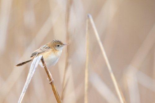 A golden-headed cisticola perched on a stalk of dry grass