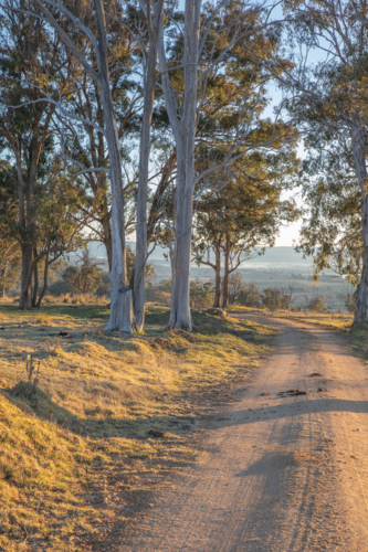 A golden morning on a dirt road lined with grey gums - Australian Stock Image