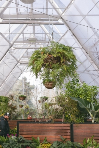 a greenhouse with a transparent ceiling filled with green plants - Australian Stock Image