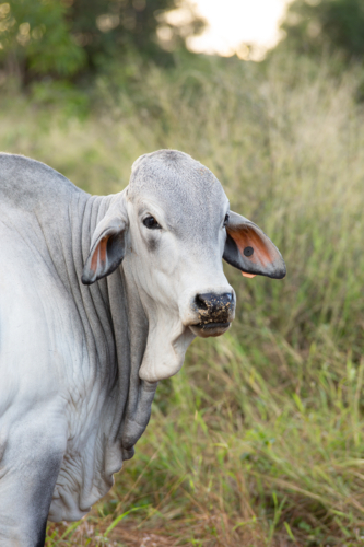 A Grey Brahman Cow - Australian Stock Image